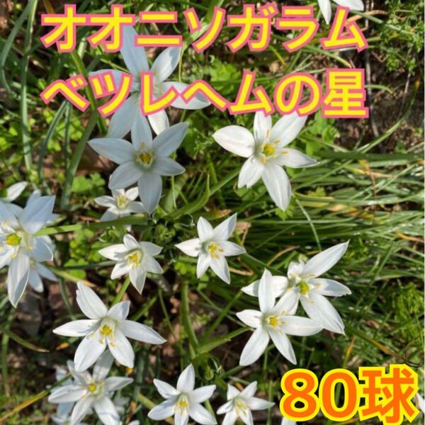 オオニソガラム ベツレヘムの星 白花 球根 堀球根 80球