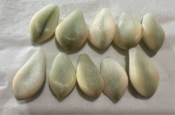 多肉植物 葉挿し用葉 10粒