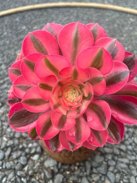 法師 アエオニウム 多肉植物 カット苗