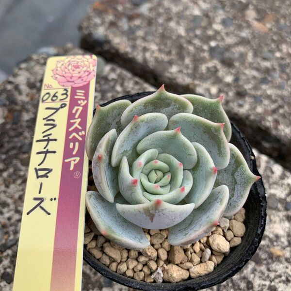 多肉植物 ミックスベリア おらいさん プラチナローズ 札なし