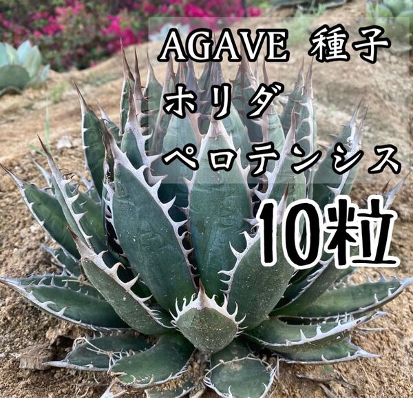 アガベ ホリダ ペロテンシス 種子10粒