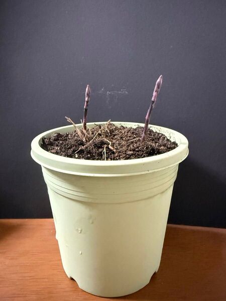 アスパラ アスパラガス 株 鉢植え 2年苗 恋むらさき