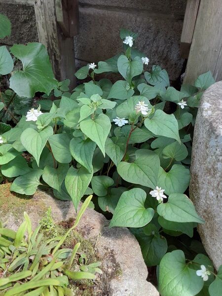 山野草 八重どくだみの苗 5本