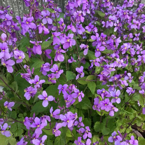 ムラサキハナナ 種 100粒以上