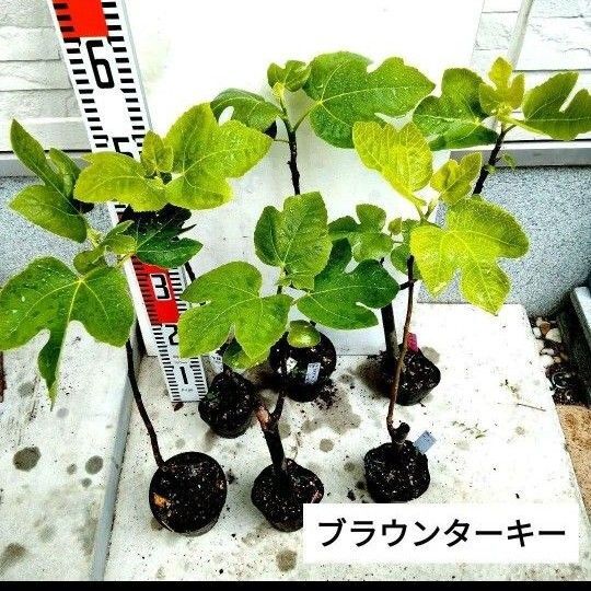 ミニイチジク苗(ブラウンターキー)2株セット