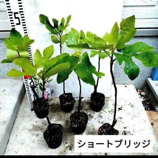 ミニイチジク苗 ショートブリッジ 2株セット