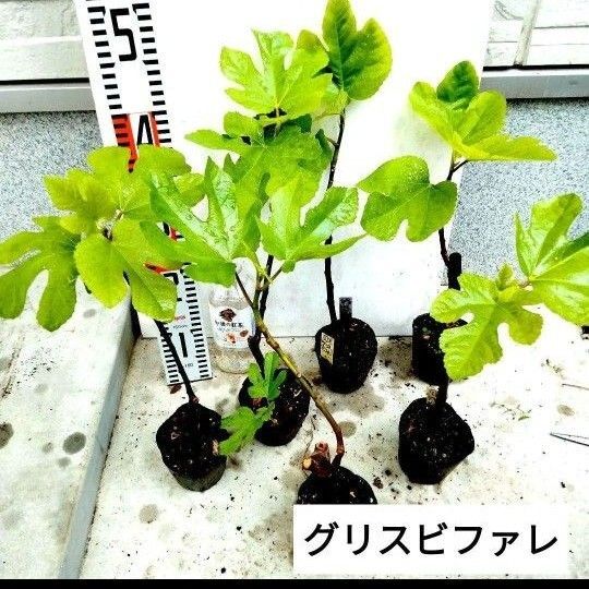 ミニイチジク苗 (グリスビファレ) 2株セット