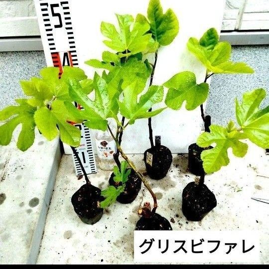 ミニイチジク苗 (グリスビファレ) 2株セット