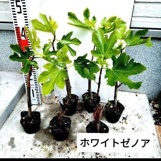 イチジクの苗(ホワイトゼノア)2株セット