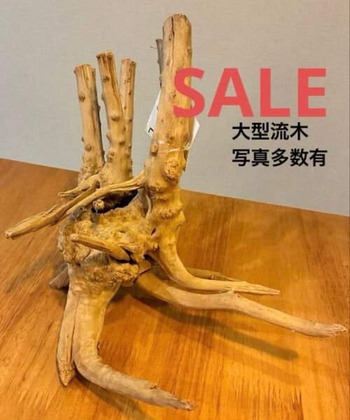 ☆新品未使用☆SHOP購入品ブランチウッド アクアリウム パルダリウム 爬虫類 流木