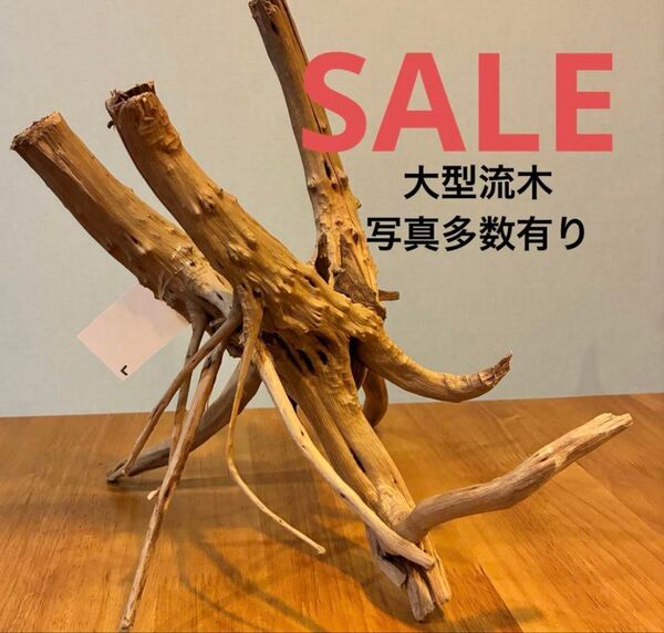 ☆新品未使用☆SHOP購入品ブランチウッド アクアリウム パルダリウム 爬虫類 インテリア 現物撮影 テラリウム