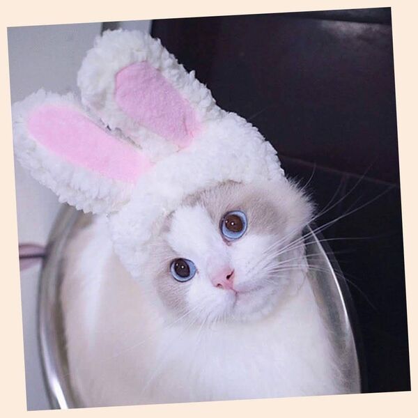 ネコ帽子うさぎに変身ペット用帽子ねこのかぶりもの マジックテープ付き 猫