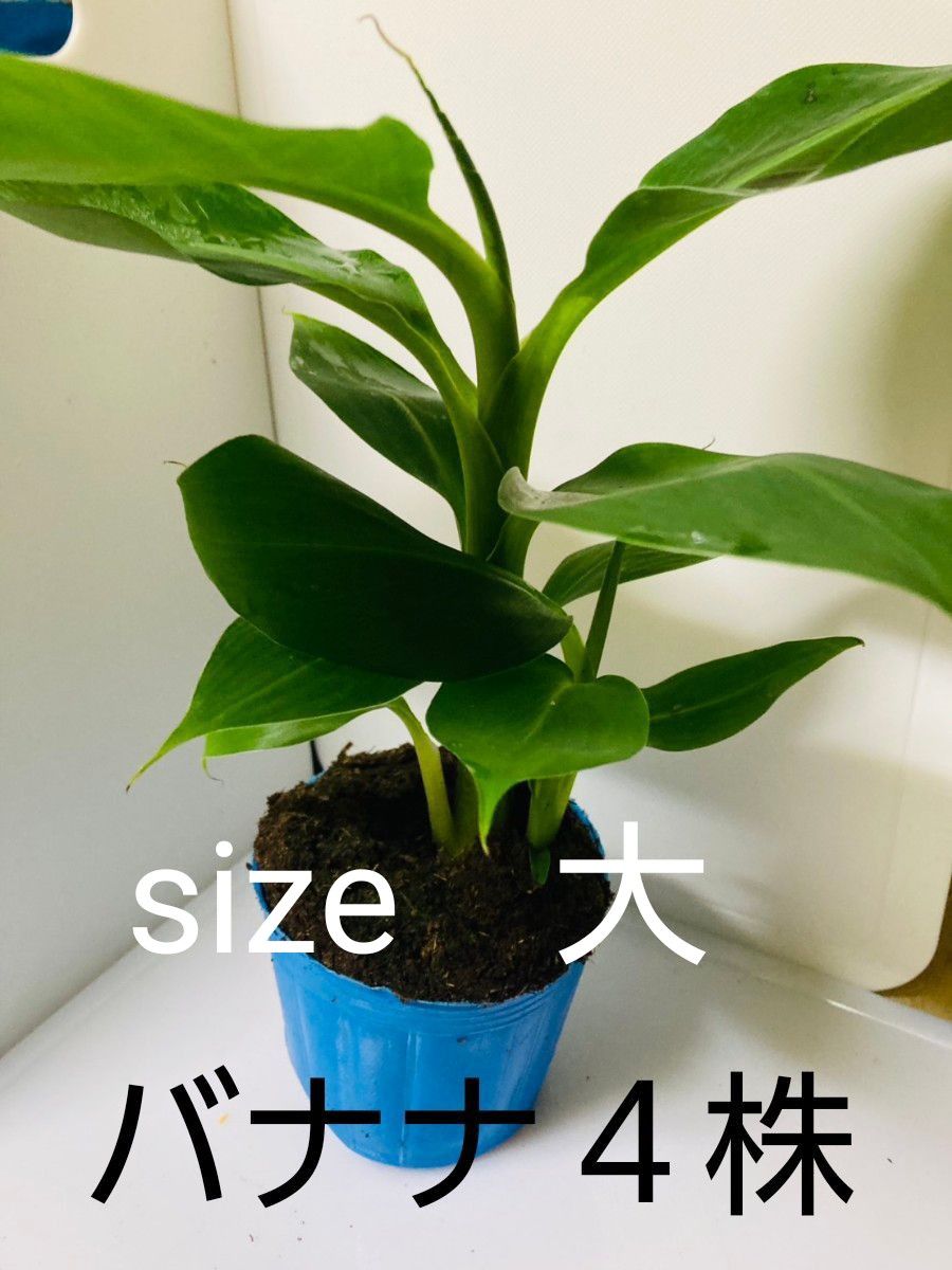 banana 苗 バナナの新品・未使用品・中古品|Yahoo!フリマ(旧 banana 苗 バナナの新品・未使用品・中古品|Yahoo!フリマ(旧