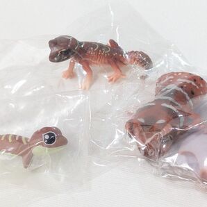 ナメハダタマオヤモリ 3種セット