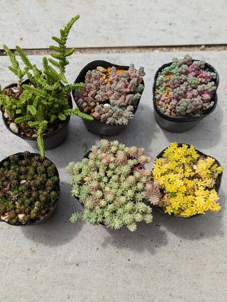 多肉植物 セダム 抜き苗