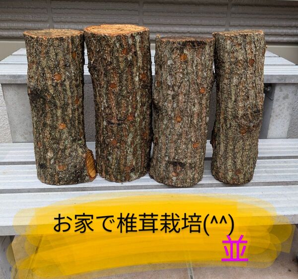 椎茸 原木 4本セット