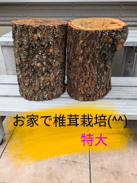 椎茸 原木 2本セット