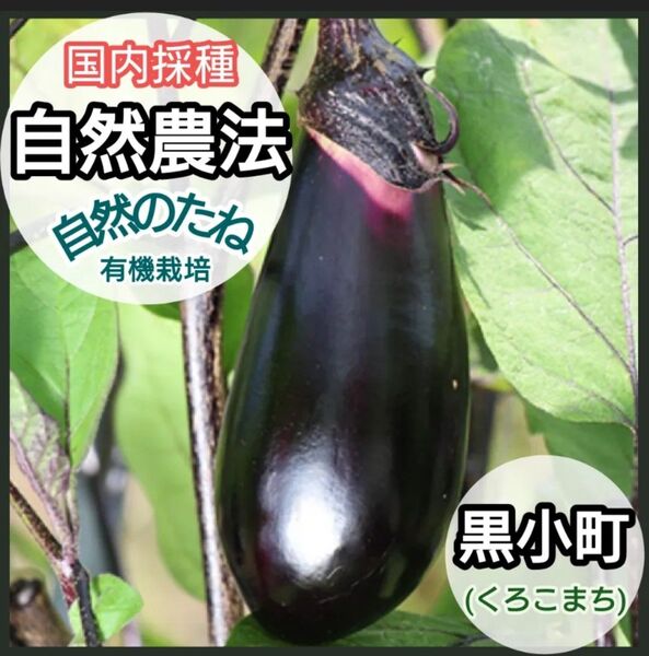 黒小町 くろこまち 自然農法 国内採種 有機栽培 なす 家庭菜園 茄子の種 なすびの種 有機野菜 身体に安心 10粒