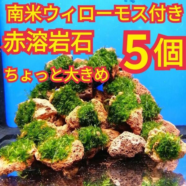 ちょっと大きめ 5個 南米ウィローモス 赤 溶岩石 無農薬 水槽 レイアウト グッピー メダカ エビ シュリンプ アクアリウム