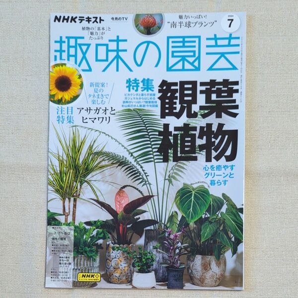 NHK 趣味の園芸 2024年7月号 (NHK出版)観葉植物/朝顔とひまわり/他