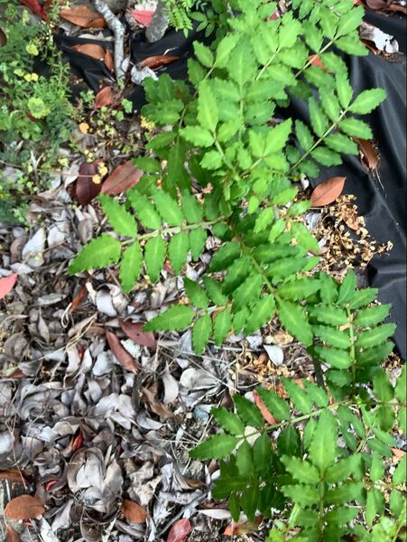 只今増量中無農薬山椒100枚