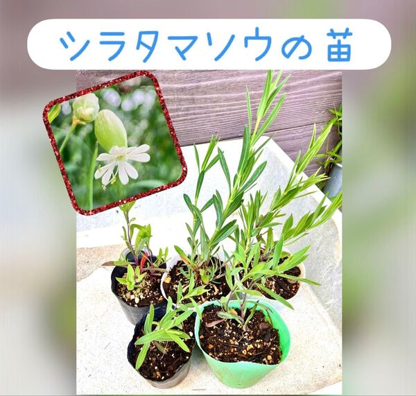 【SALE】シラタマソウの苗 5個セット シレネブルガリス