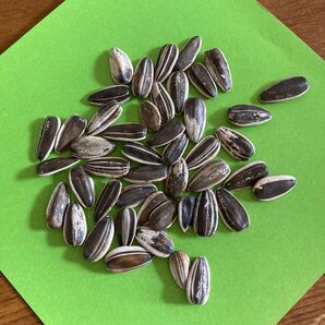 ひまわりの種 向日葵 sunflower seeds 20粒