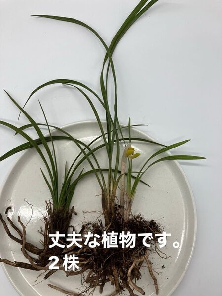 春蘭 球磨 日本春蘭 野生 宿根草 2株