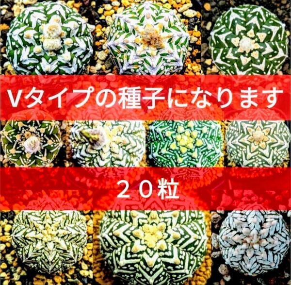 Ω20 スーパー兜 アストロフィツム Vタイプ 種子 20粒 Astrophytum asterias V-type 兜丸 アロー