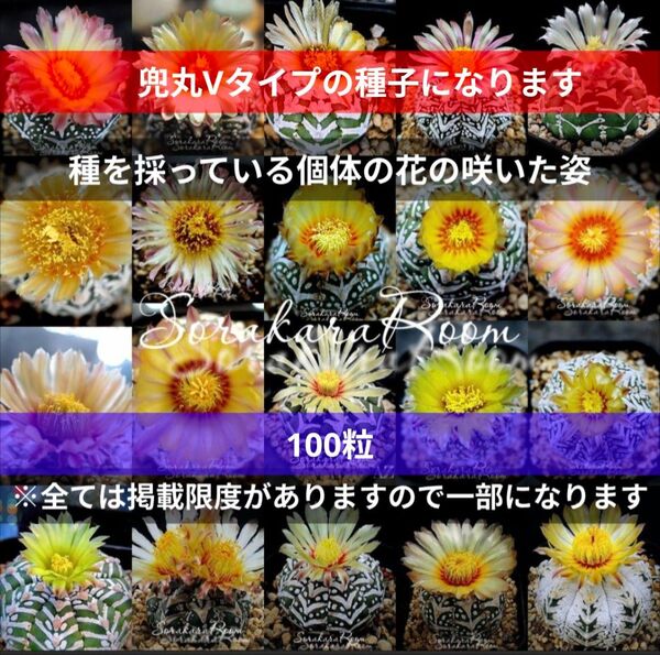 Ω100粒 スーパー兜 アストロフィツム Vタイプ 種子 Astrophytum asterias V-type 兜丸 多肉
