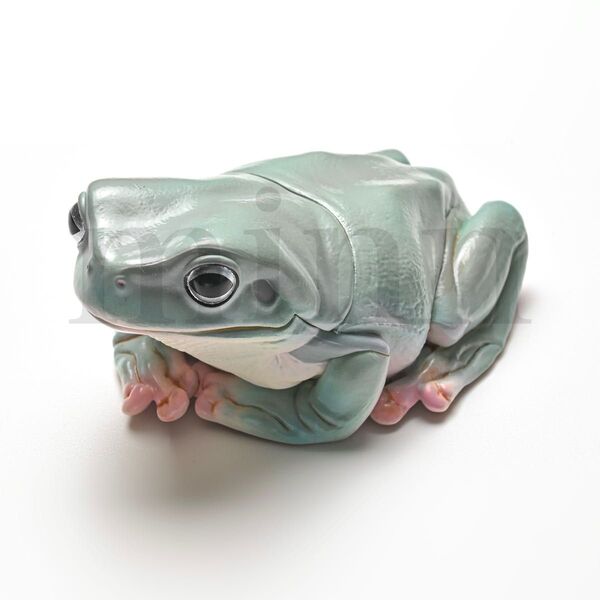 【未開封】NTC 大きなイエアメガエル 灰色 ネイチャーテクニカラー カプセルトイ ガチャ フィギュア