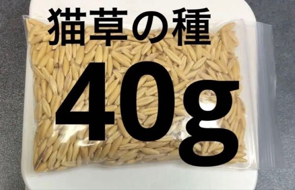 猫草 ネコ草 エン麦 40g 種 国産 毛玉ケア 緑肥 腸活