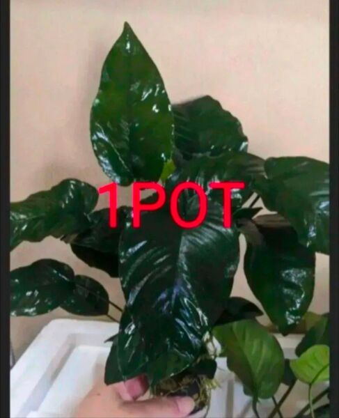 20㌢以上 Lサイズ 特大!アヌビアス バルテリー 1POT 同等品
