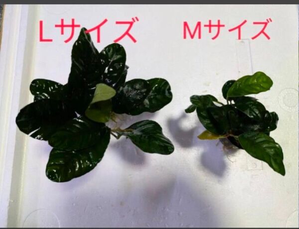 【Lサイズ】アヌビアス コーヒーフォリア 1POT