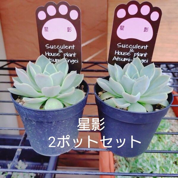 星影 2ポットセット 抜き苗 多肉植物 ゆうパケットプラス発送