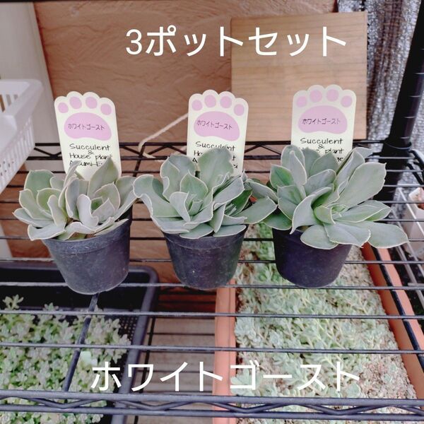 ホワイトゴースト 3ポットセット 抜き苗 多肉植物 ゆうパケットプラス発送