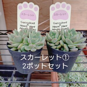 スカーレット① 2ポットセット 抜き苗 多肉植物 ゆうパケットプラス発送