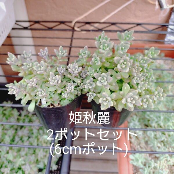 姫秋麗 2ポットセット 抜き苗 多肉植物