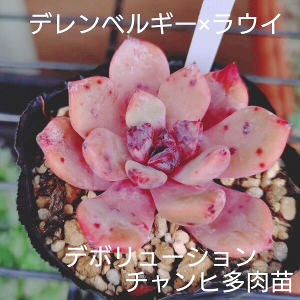 デボリューション カット苗 チャンヒ多肉苗 多肉植物 ゆうパケットポストまたはmini発送
