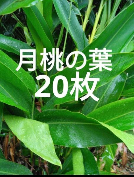 無農薬 月桃の葉 20枚 アロマオイル 観葉植物 ハーブ お茶 入浴剤 化粧水 自然農法