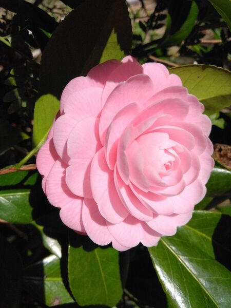 乙女椿 挿し木用枝3本 観葉植物 花 宿根草 シンボルツリー 花壇ガーデニング 挿し穂 ピンク 八重咲き ツバキ つばき 椿