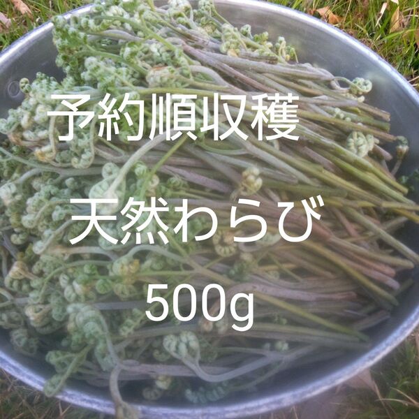 予約順収穫 収穫当日発送 とれたて 天然わらび500g