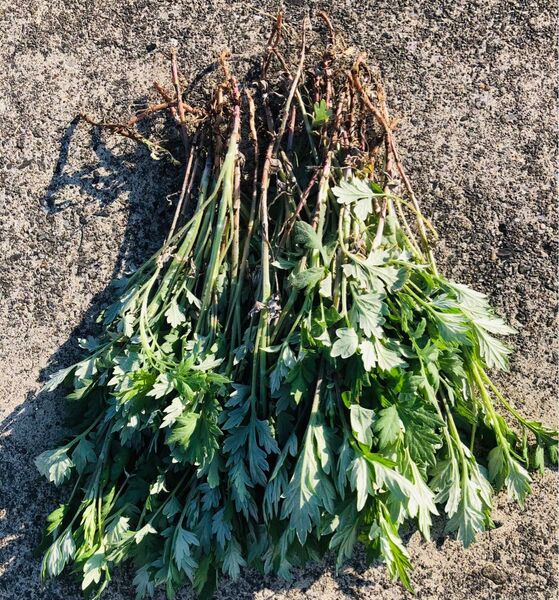 関東産 無農薬 自宅の菜園で自然栽培よもぎ抜き苗30株 土付きネコポス配送野菜苗