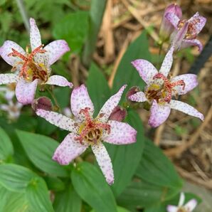 台湾ホトトギス 5芽 旗竿桔梗5芽