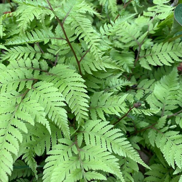 シダ植物 3株