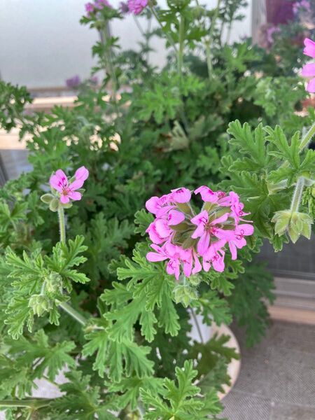 センテットゼラニューム根付き 2本 花 数本 蕾も付いています