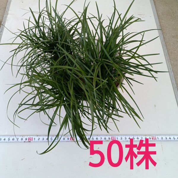 りゅうのひげ 50株 ガーデニング ジャノヒゲ