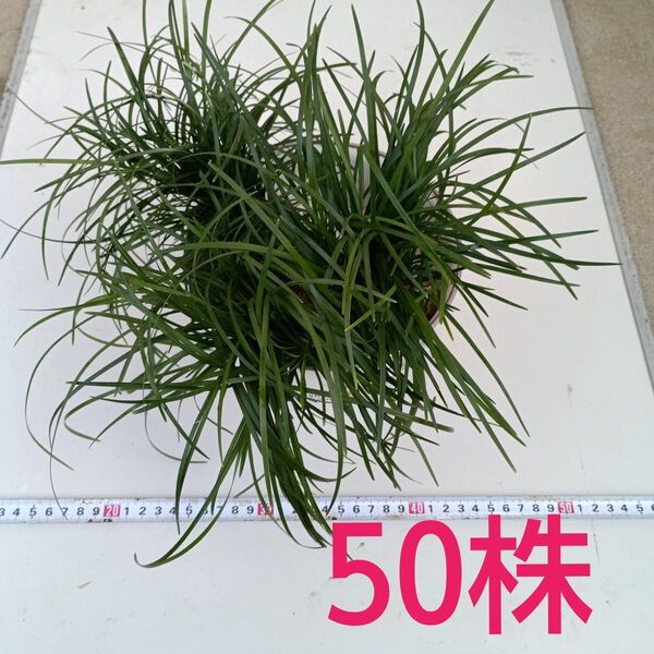 りゅうのひげ 50株 ガーデニング ジャノヒゲ
