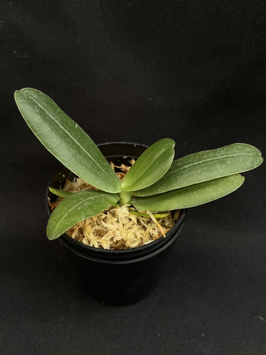 Yahoo!オークション -「elan エラン」(花) (鉢植え)の落札相場 Yahoo!オークション -「elan エラン」(花) (鉢植え)の落札相場
