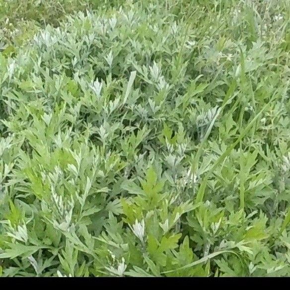 無農薬野菜 新鮮ヨモギ苗 抜きたて抜き苗30本